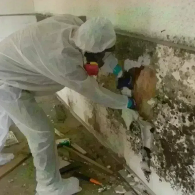 Mold Remediation and Removal in Owensville, MO